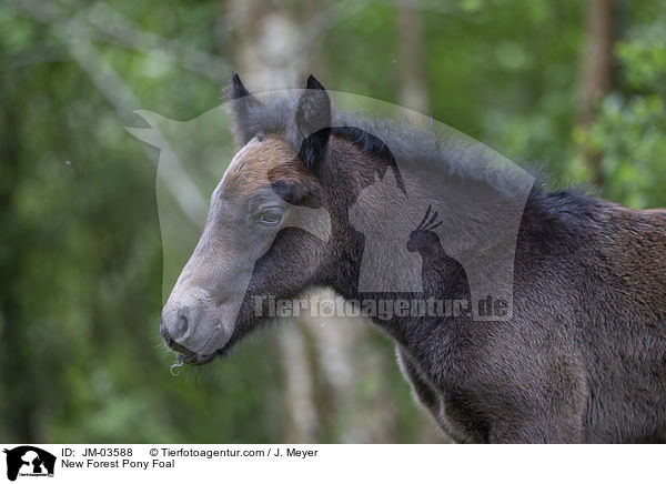 New Forest Pony Foal / JM-03588