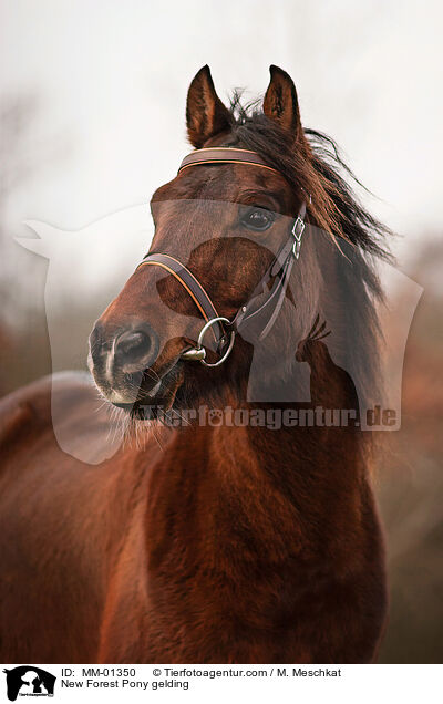 New Forest Pony Wallach / New Forest Pony gelding / MM-01350