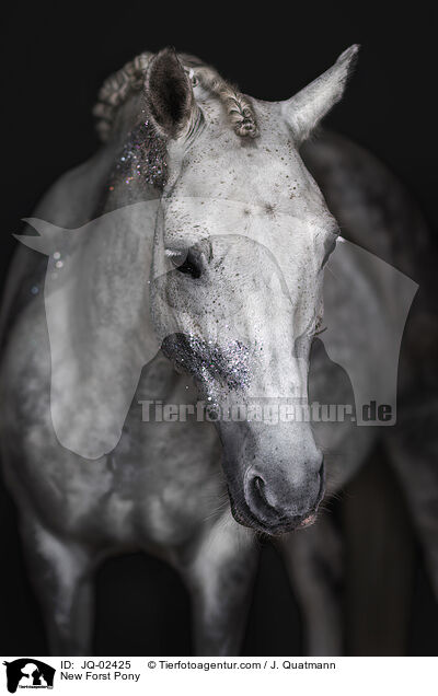 New Forst Pony / JQ-02425