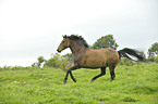 galloping New-Forest-Pony