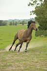 galloping New-Forest-Pony