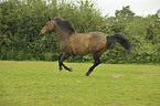 galloping New-Forest-Pony