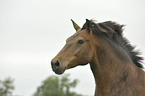 New-Forest-Pony Portrait