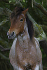 New Forest Pony Portrait