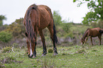 New Forest Ponies