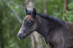 New Forest Pony Foal
