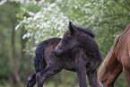 New Forest Pony Foal