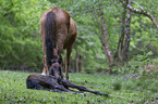 New Forest Ponies