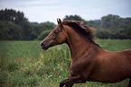 New-Forest-Pony mare