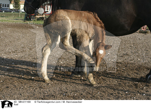 Noriker Fohlen / foal / MH-01168