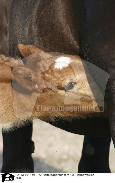 foal / MH-01169
