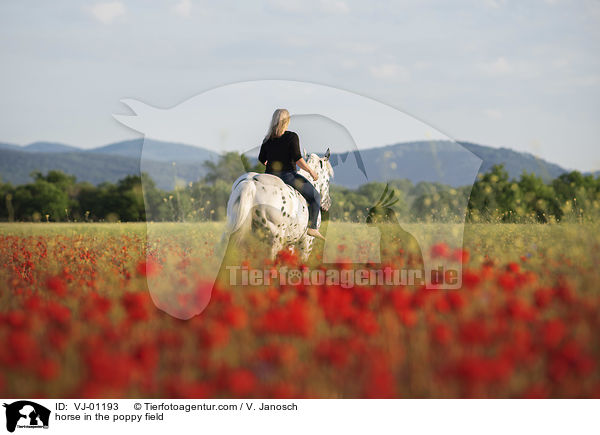 horse in the poppy field / VJ-01193