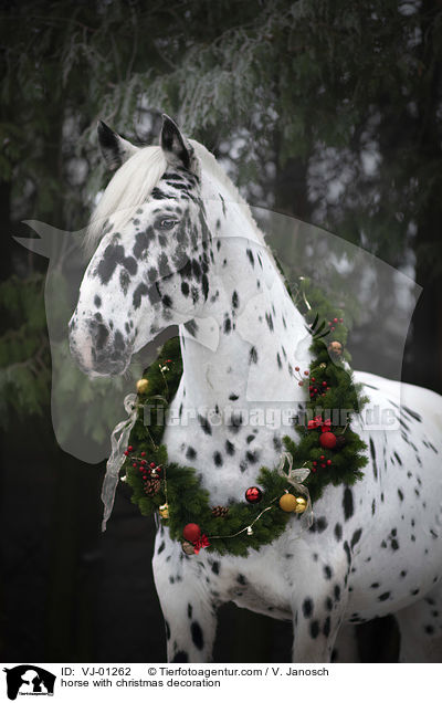 Pferd mit Weihnachtsdeko / horse with christmas decoration / VJ-01262