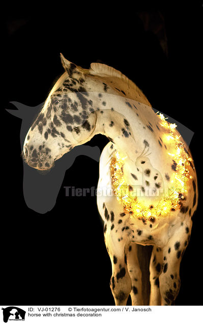 horse with christmas decoration / VJ-01276