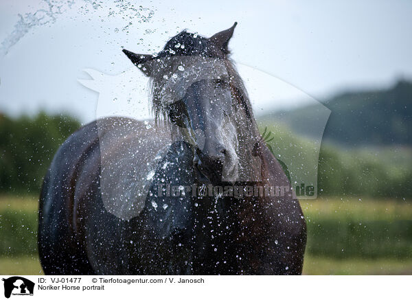 Noriker Horse portrait / VJ-01477