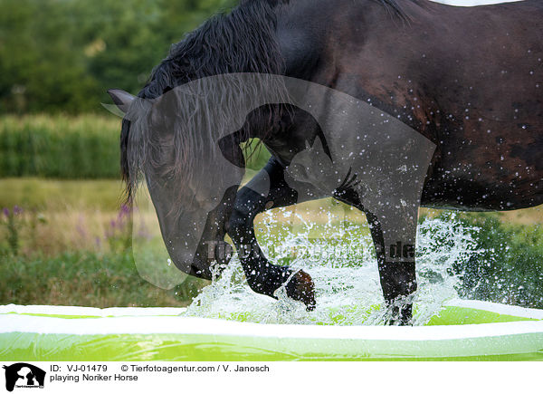 spielender Noriker / playing Noriker Horse / VJ-01479
