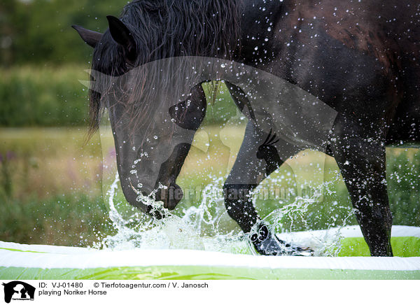spielender Noriker / playing Noriker Horse / VJ-01480