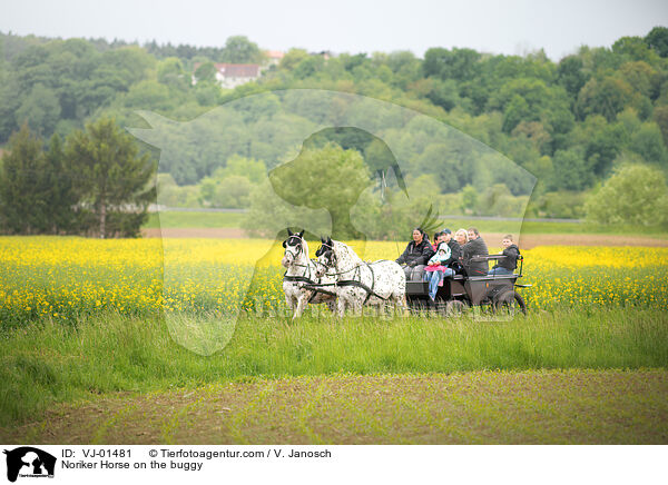 Noriker Horse on the buggy / VJ-01481