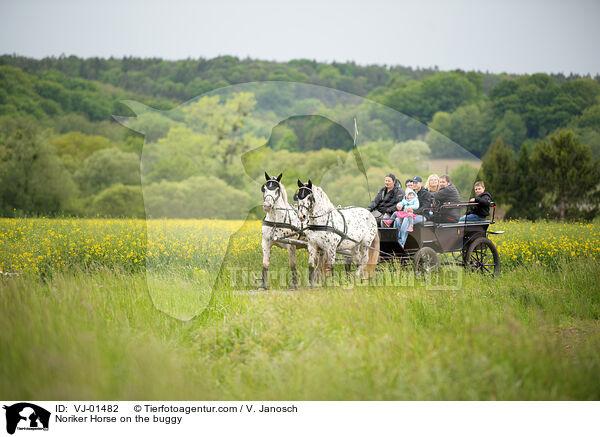 Noriker an der Kutsche / Noriker Horse on the buggy / VJ-01482