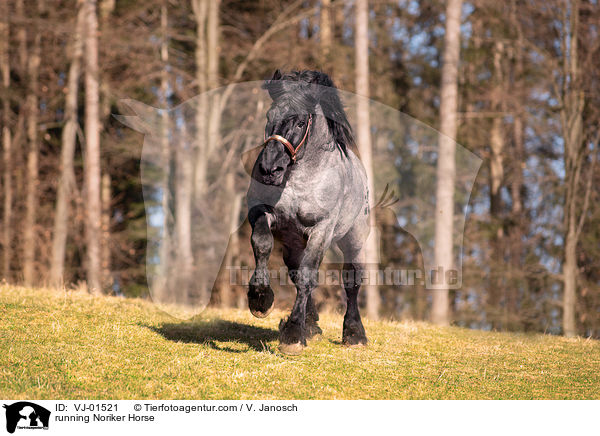 running Noriker Horse / VJ-01521
