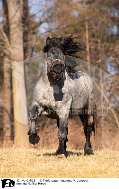 rennender Noriker / running Noriker Horse / VJ-01523