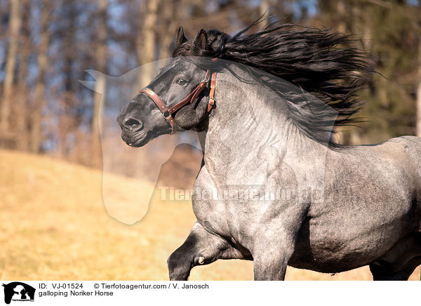 galloping Noriker Horse / VJ-01524