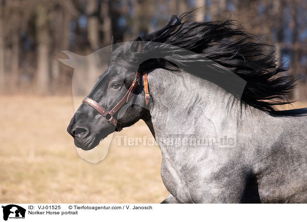 Noriker Portrait / Noriker Horse portrait / VJ-01525