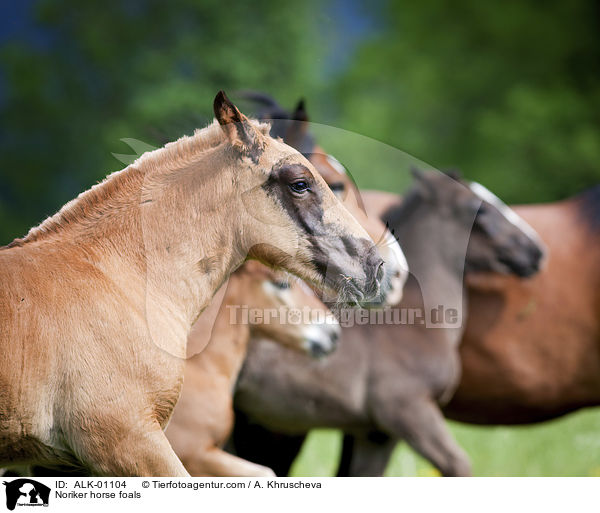 Noriker Fohlen / Noriker horse foals / ALK-01104