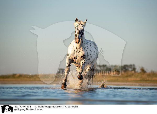 galloping Noriker Horse / VJ-01878