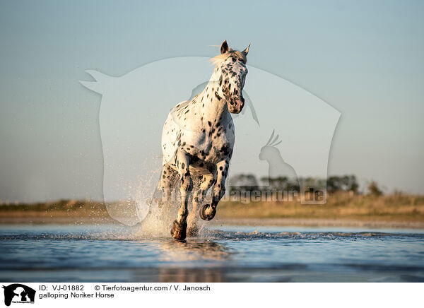 galloping Noriker Horse / VJ-01882