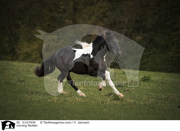 rennender Noriker / running Noriker / VJ-01934