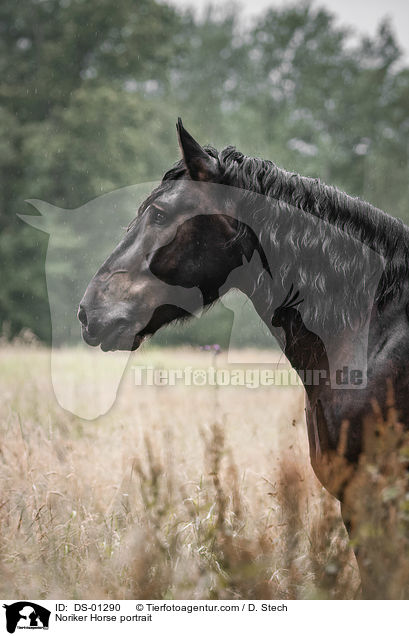 Noriker Horse portrait / DS-01290