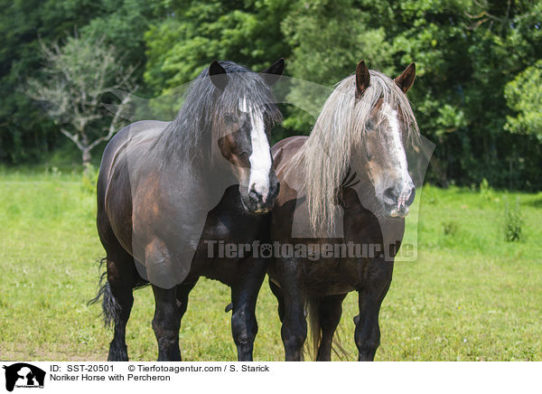 Noriker mit Percheron / Noriker Horse with Percheron / SST-20501