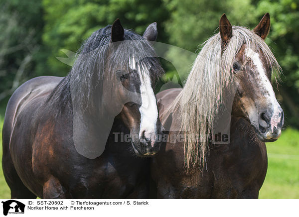 Noriker mit Percheron / Noriker Horse with Percheron / SST-20502