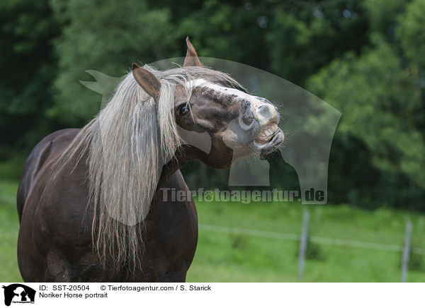 Noriker Portrait / Noriker Horse portrait / SST-20504