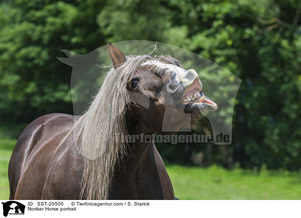 Noriker Portrait / Noriker Horse portrait / SST-20505
