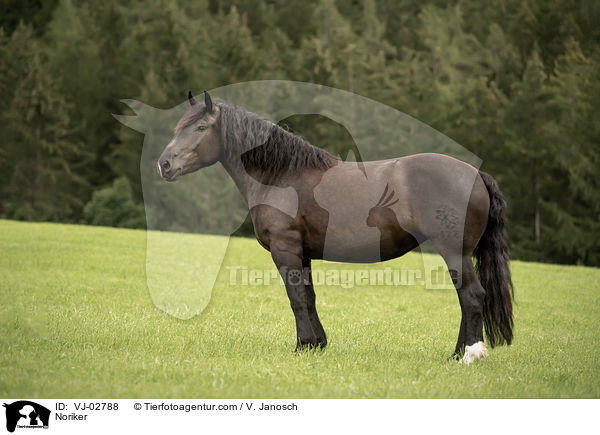 Noriker / Noriker / VJ-02788