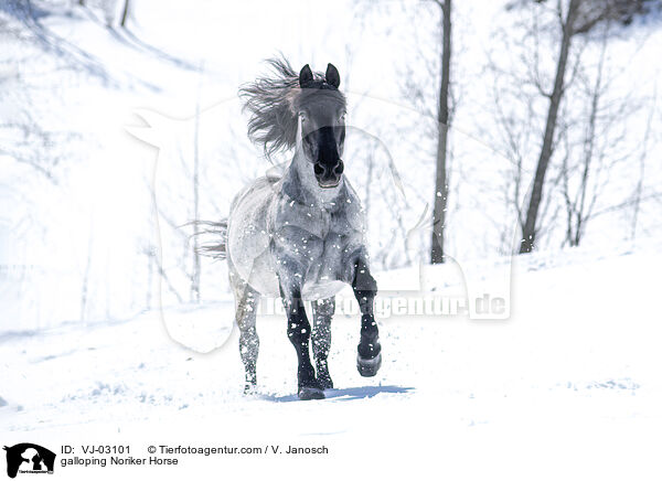 galloping Noriker Horse / VJ-03101