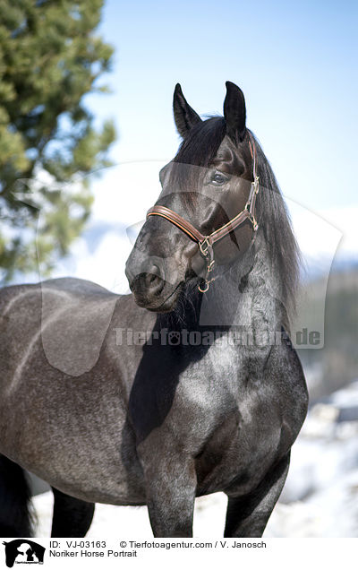 Noriker Portrait / Noriker Horse Portrait / VJ-03163