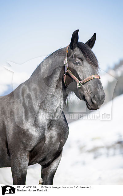 Noriker Horse Portrait / VJ-03164