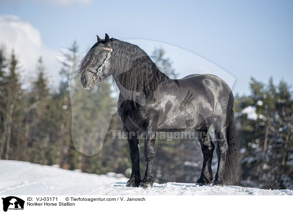 Noriker Hengst / Noriker Horse Stallion / VJ-03171