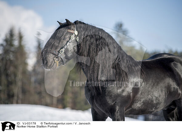 Noriker Hengst Portrait / Noriker Horse Stallion Portrait / VJ-03178