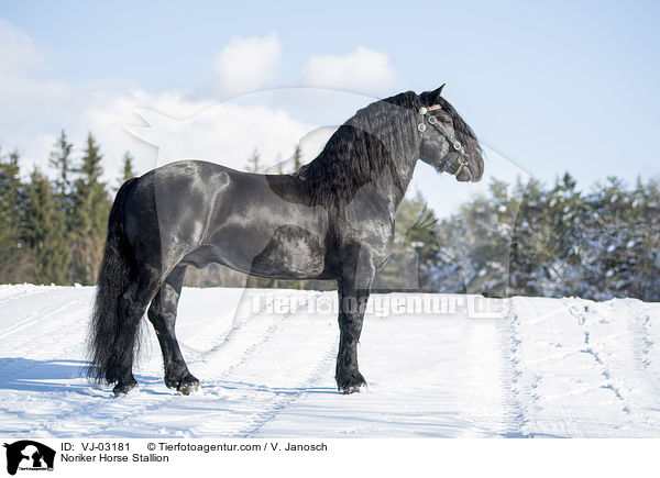 Noriker Hengst / Noriker Horse Stallion / VJ-03181