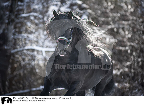 Noriker Hengst Portrait / Noriker Horse Stallion Portrait / VJ-03184