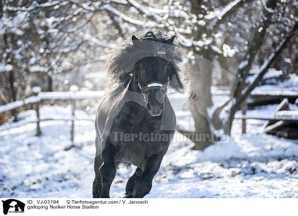 galloping Noriker Horse Stallion / VJ-03194