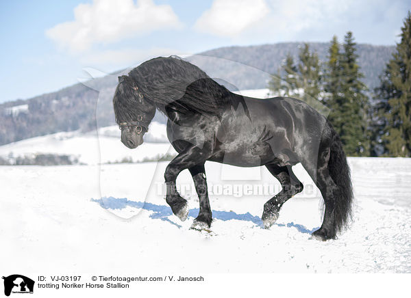 trabender Noriker Hengst / trotting Noriker Horse Stallion / VJ-03197