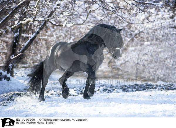 trabender Noriker Hengst / trotting Noriker Horse Stallion / VJ-03206