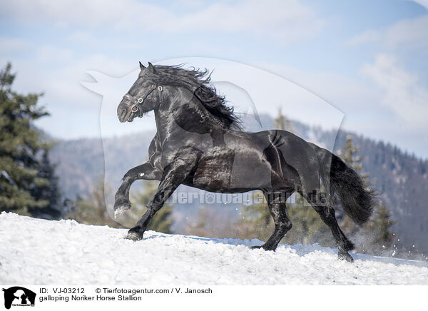 galoppierender Noriker Hengst / galloping Noriker Horse Stallion / VJ-03212