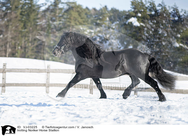 trabender Noriker Hengst / trotting Noriker Horse Stallion / VJ-03225