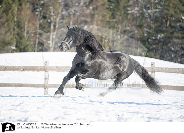 galoppierender Noriker Hengst / galloping Noriker Horse Stallion / VJ-03231